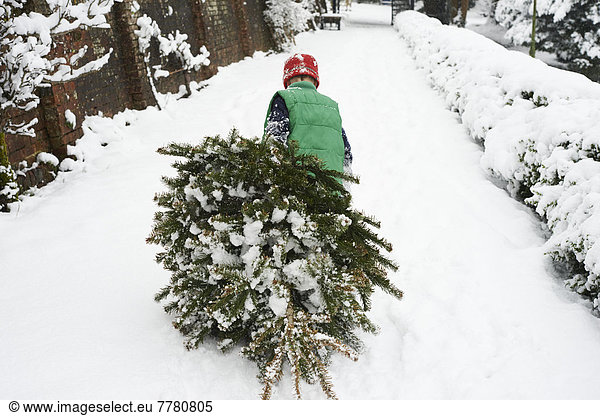 Boy dragging Christmas tree down street