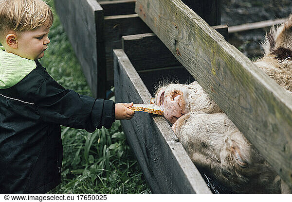 Boy feeding bread to cows through wooden fence in farm