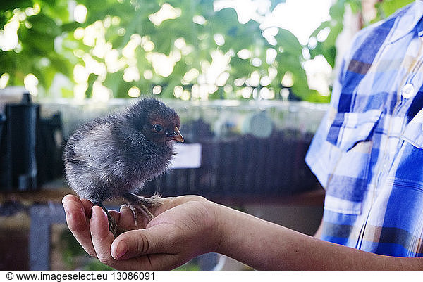 Boy holding baby chicken in greenhouse