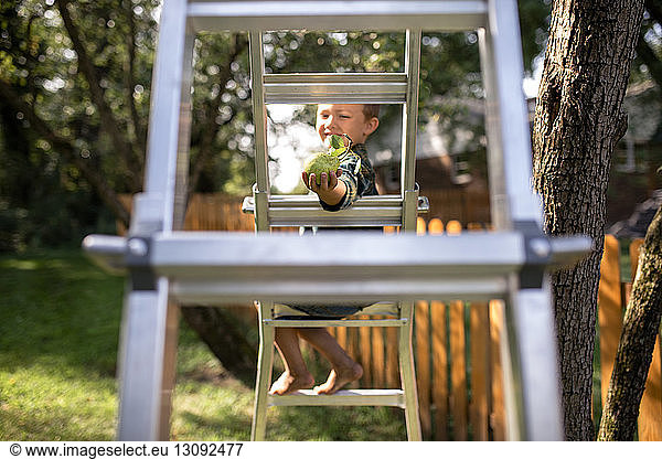 Boy holding pear while sitting on ladder at farm
