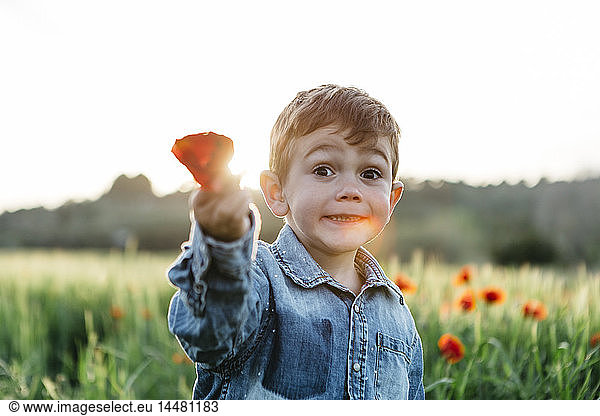 Boy in a poppy field in spring holding poppy