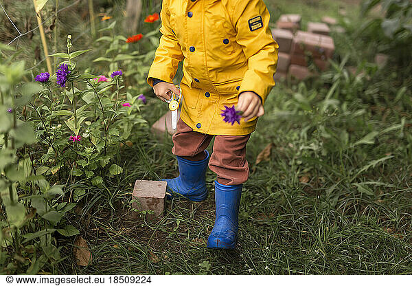 Boy in yellow raincoat and blue wellingtons picking purple aster