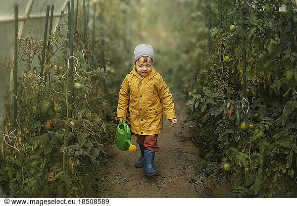 Boy in yellow raincoat walking through greenhouse with tomatoes