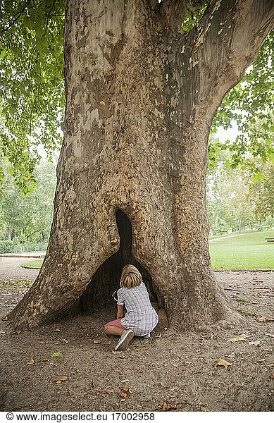 Boy looking at hollow opening of tree trunk in park