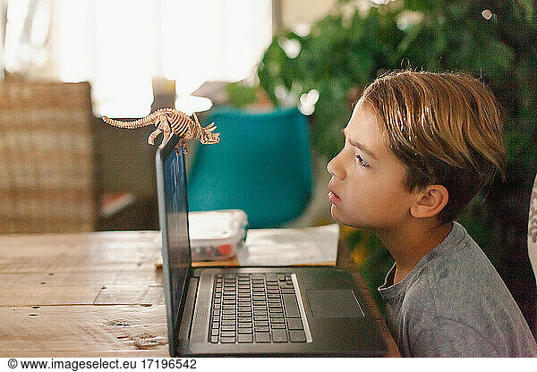 Boy looking at toy dinosaur during his distance learning.