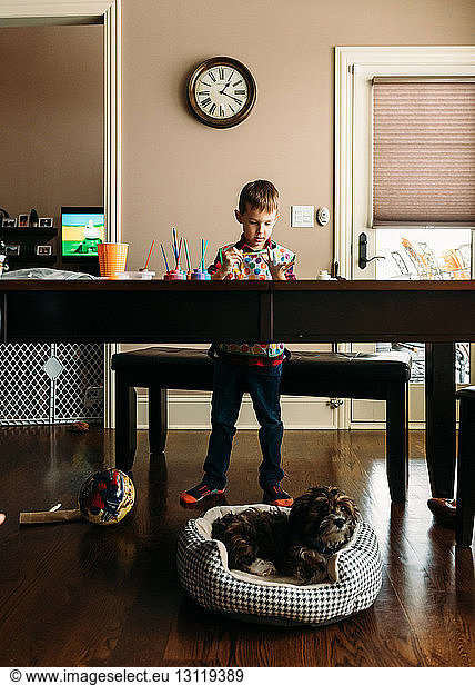 Boy painting his fingers at table while Shih Tzu relaxing in pet bed