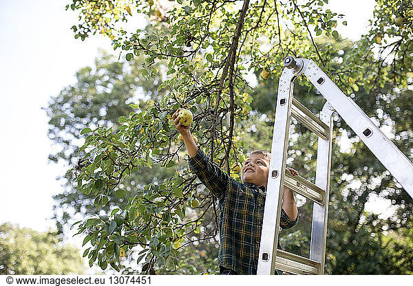 Boy picking pear while standing on ladder at farm
