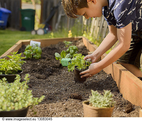 Boy planting plants in raised-bed gardening at backyard