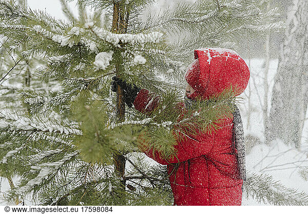Boy playing with fir tree in snowy forest
