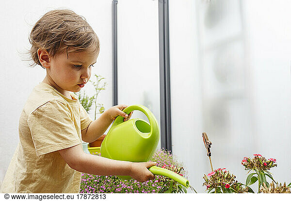 Boy pouring water on plants through watering can
