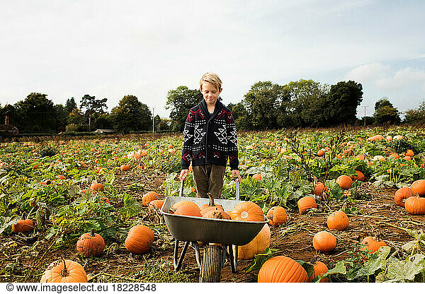 boy pushing a wheelbarrow filled with pumpkins in a field