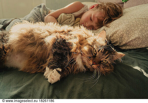 Boy sleeps with a cat Kids and pets.