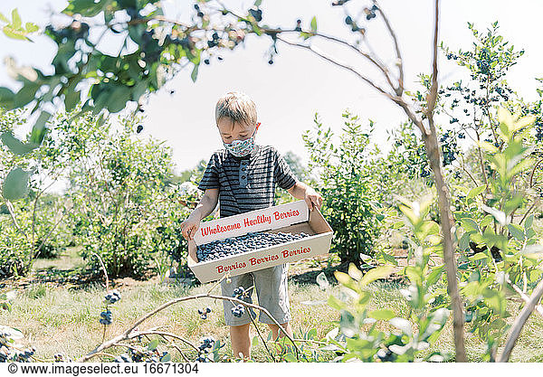 Boy wearing a mask due to covid-19 while picking blueberries at a farm