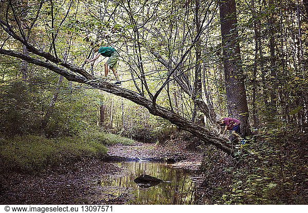 Boys climbing tree in forest