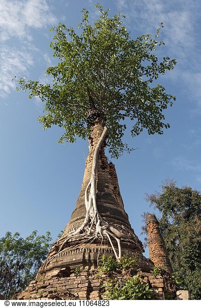 Bröcklender Stupa mit Baum bewachsen  Kloster Nyaung Oak  Inthein  Indein  Myanmar  Asien