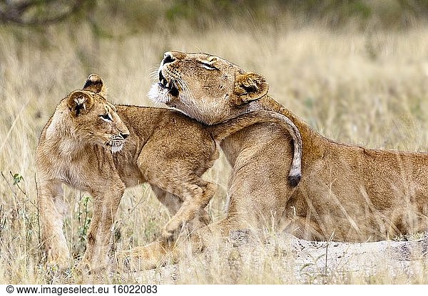 Brüllendes Löwenweibchen (Panthera leo) und Jungtier. Timbavati-Wildreservat. Limpopo-Provinz. Südafrika.