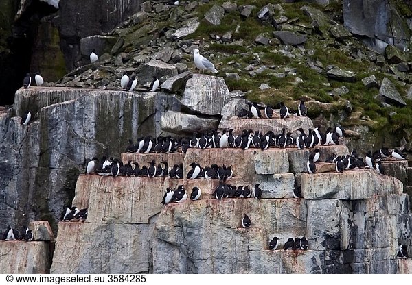 Br¸nnichs guillemot Uria lomvia breeding and nesting site at Cape Fanshaw in the Svalbard Archipelago  Barents Sea  Norway In North America this bird species is known as the thick-billed murre These birds breed in large colonies on coastal cliffs  their
