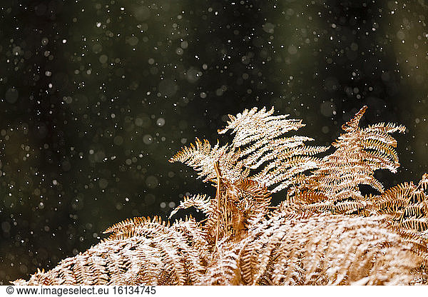 Bracken fern (Pteridium aquilinum) in snow in winter  Alsace  France