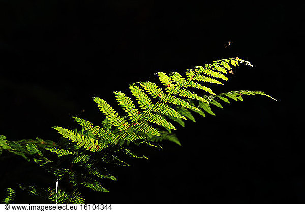 Bracken fern (Pteridium aquilinum)  Ploemeur  Morbihan  Brittany  France