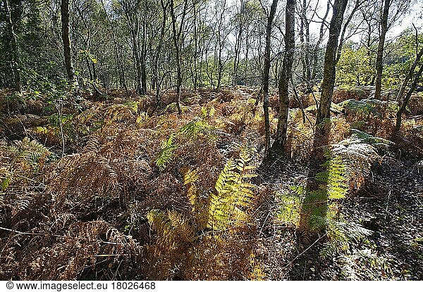 Bracken (Pteridium aquilinum) fronds  backlit undergrowth in woodland habitat  Oulton  Cheshire  England  United Kingdom  Europe