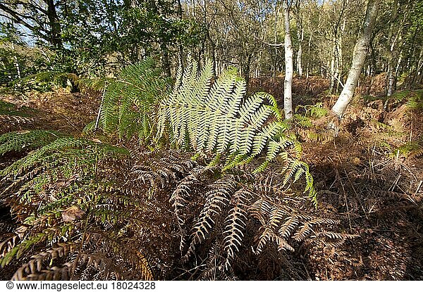 Bracken (Pteridium aquilinum) fronds  undergrowth in woodland habitat  Oulton  Cheshire  England  United Kingdom  Europe