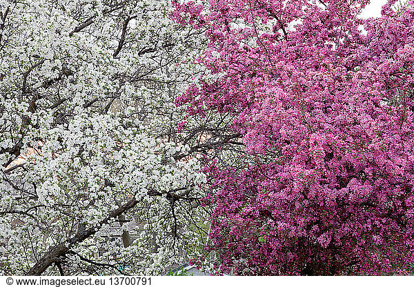 Bradford pear and crabapple trees bloom in the spring in Lawrence  Kansas.