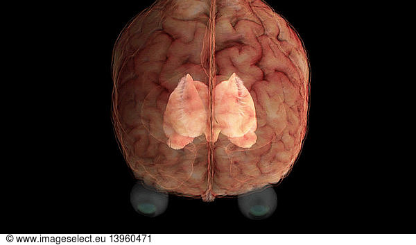 Brain Brain Caudate Nucleus And Lentiform Nucleus Anterior View Anterior Anterior Superior View