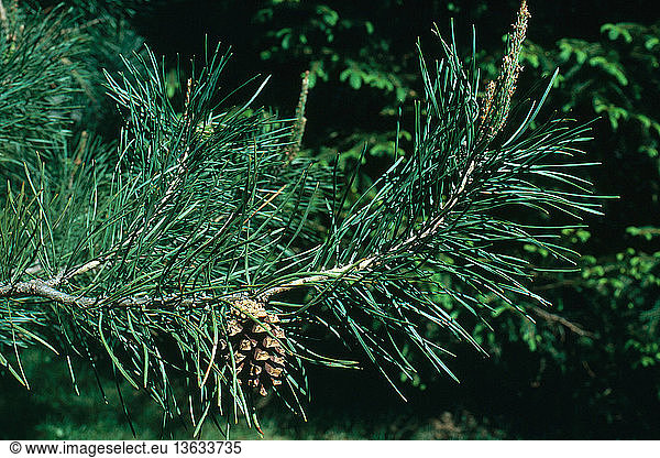 Branch of Scotch Pine (Pinus sylvestris) with female cone and needles.