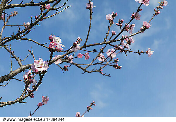 Branches of blossoming almond tree