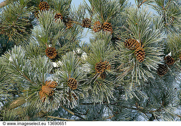 Branches of Scotch Pine (Pinus sylvestris) with cones and needles  coated with frost. The Scotch pine is a European species introduced to America in colonial times. Wye Island Resources area  MD.