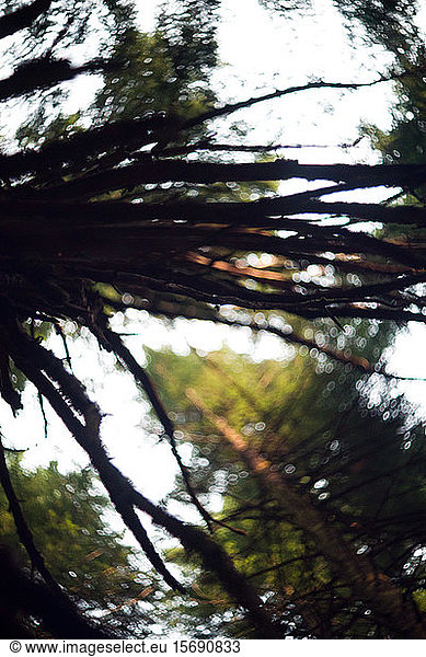 branches trees bokeh forest nature