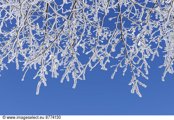Branches with hoar-frost in front of blue sky