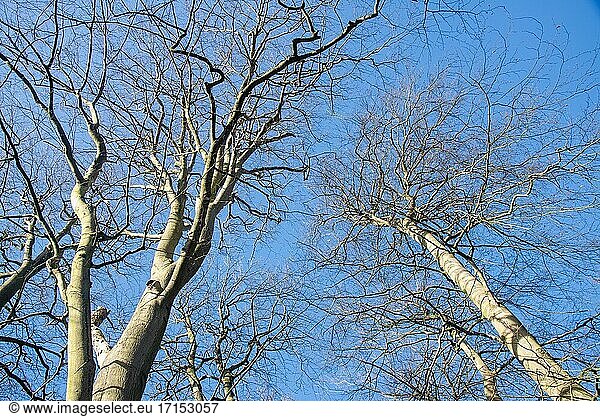 Branches without leaves against blue sky in winter