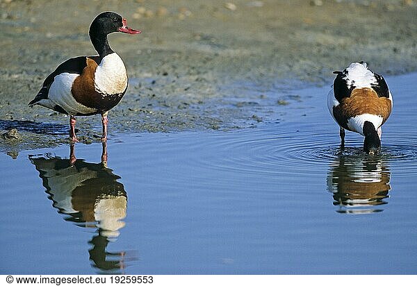 Brandgans (Tadorna tadorna)  Ganter und Weibchen auf Nahrungssuche (Brandente)  Common Shelduck gander and female foraging (Shelduck)