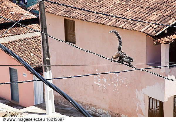 Brasilien  Bahia  Affe klettert auf Stromleitungen