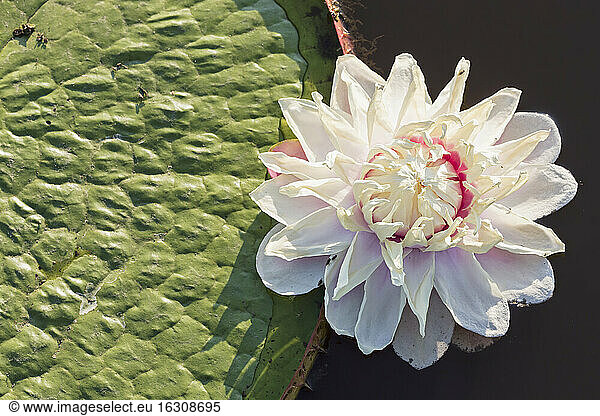 Brasilien  Mato Grosso do Sul  Pantanal  Riesenseerose