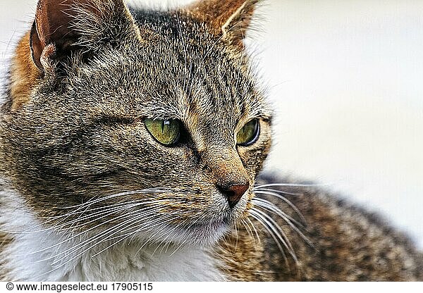 Braun getigerte Hauskatze (Felis silvestris catus)  ruht sich aus  schaut in die Ferne  Nahaufnahme  Kopf  Schnurrhaare  Augen  Deutschland  Europa