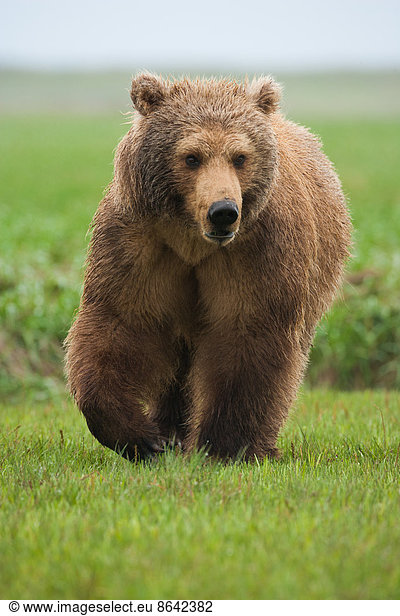 Braunbär  Katmai-Nationalpark  Alaska  USA