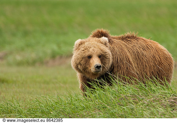 Braunbär  Katmai-Nationalpark  Alaska  USA