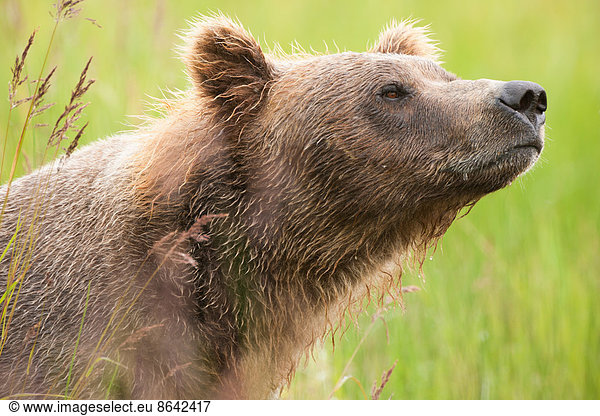 Braunbär  Katmai-Nationalpark  Alaska  USA