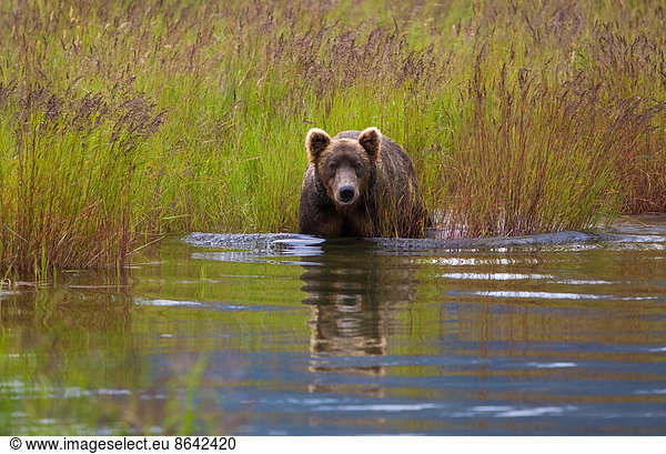 Braunbär  Katmai-Nationalpark  Alaska  USA
