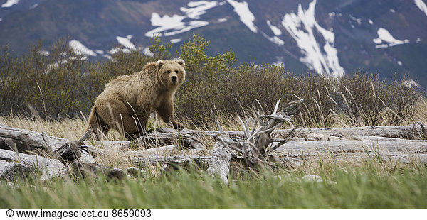 Braunbär  Katmai-Nationalpark  Alaska  USA