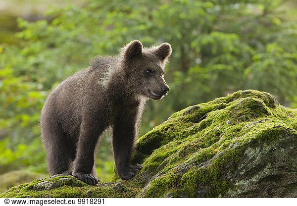 Braunbär Ursus arctos Bär Bayern junges Raubtier junge Raubtiere Deutschland Nationalpark Bayerischer Wald