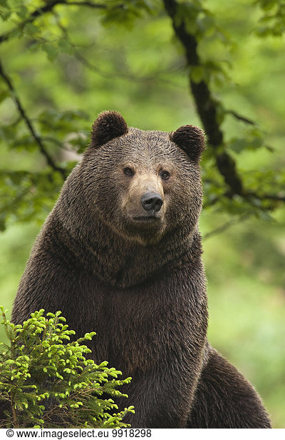 Braunbär Ursus arctos europäisch Bär bayerisch Deutschland Nationalpark Bayerischer Wald