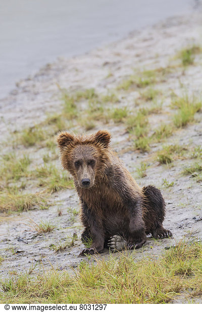 Braunbär  Ursus arctos  Nationalpark  sitzend  Küste  See  Fluss  mount Chinitna  Bank  Kreditinstitut  Banken  Bucht  junges Raubtier  junge Raubtiere