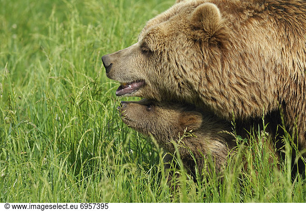 Braunbär  Ursus arctos  Wiese  junges Raubtier  junge Raubtiere