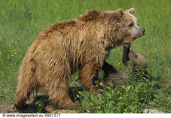 Braunbär  Ursus arctos  Wiese  junges Raubtier  junge Raubtiere  spielen