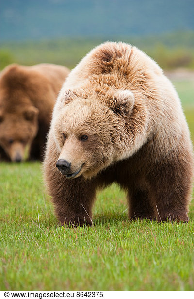 Braunbären  Katmai-Nationalpark  Alaska  USA