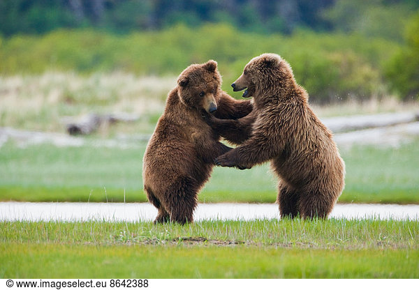 Braunbären  Katmai-Nationalpark  Alaska  USA