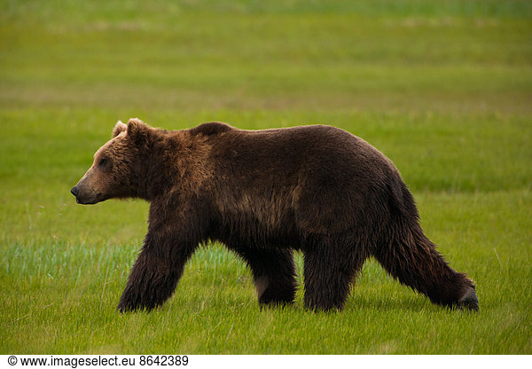 Braunbären  Katmai-Nationalpark  Alaska  USA